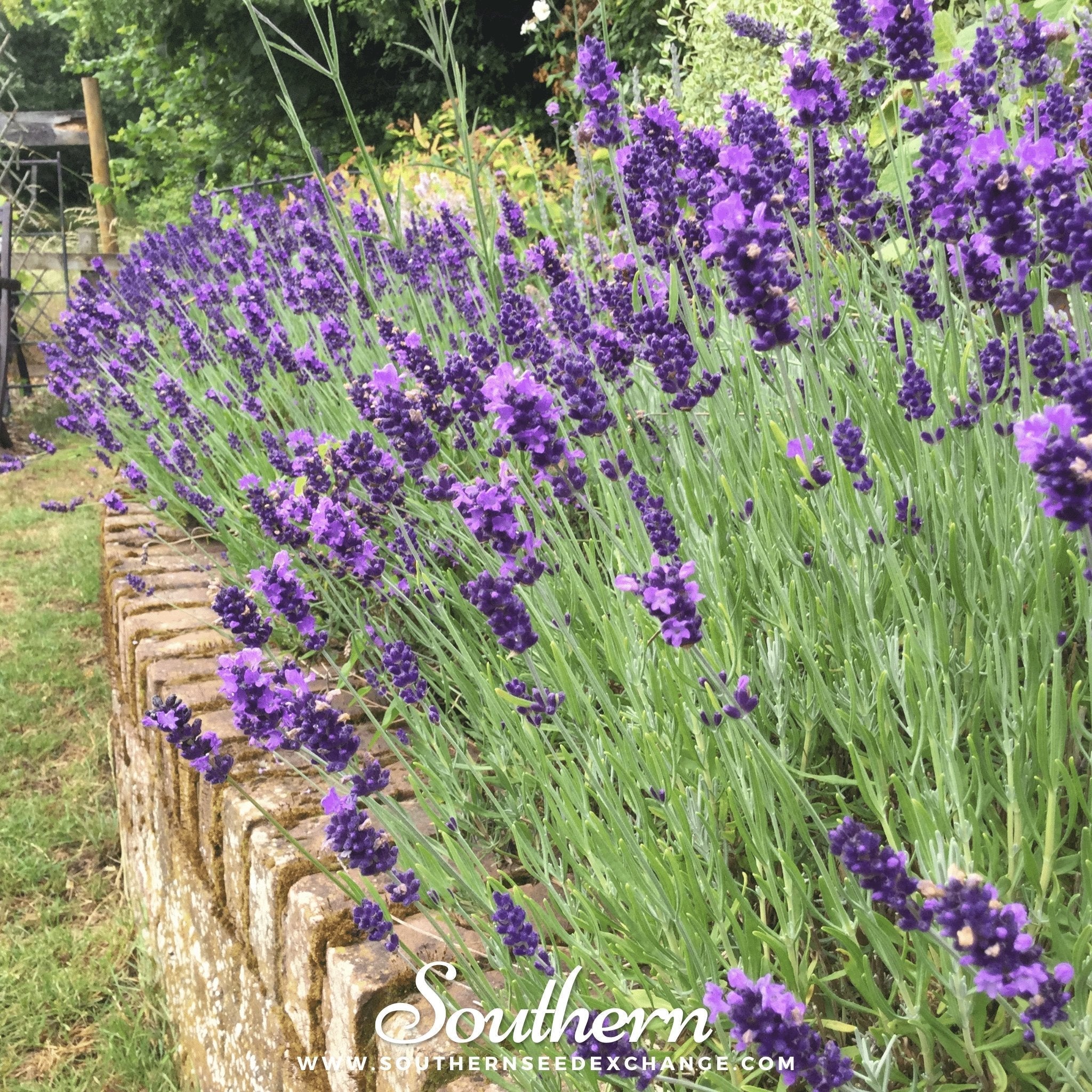 Hidcote Lavender – 50 Seeds | | Wiccan Center