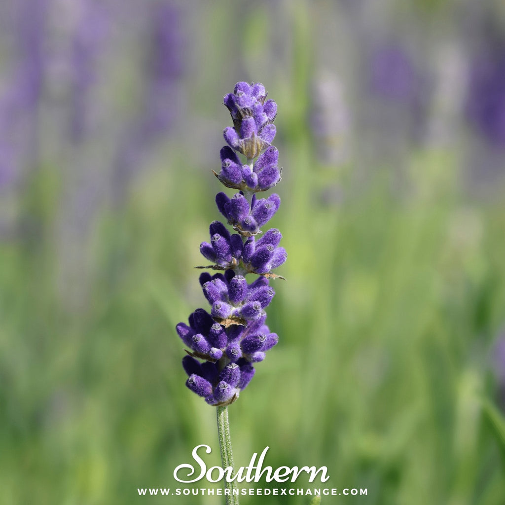 Hidcote Lavender – 50 Seeds | | Wiccan Center