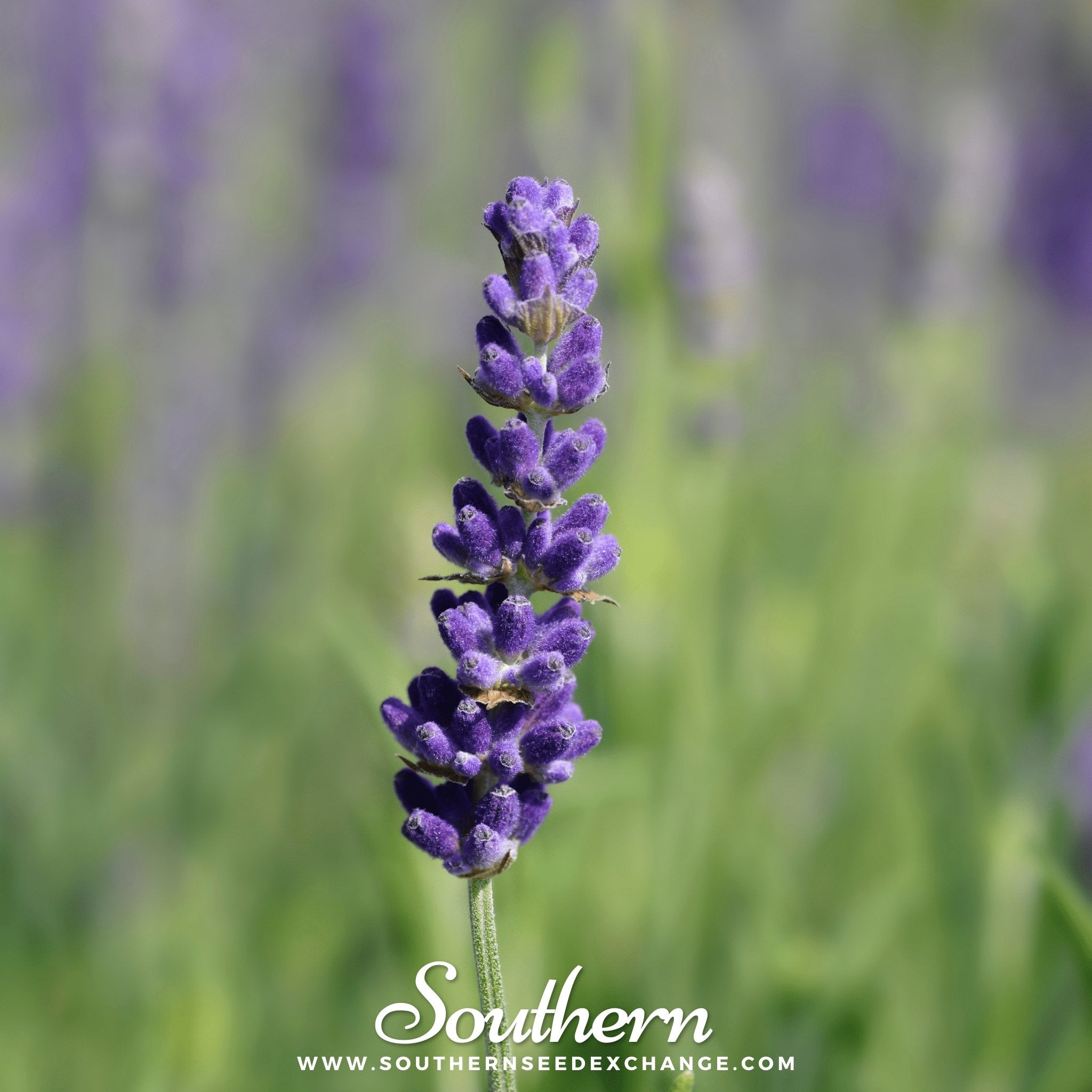 Hidcote Lavender – 50 Seeds | | Wiccan Center