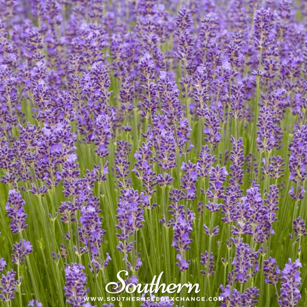 Munstead Lavender – 50 Seeds | | Wiccan Center