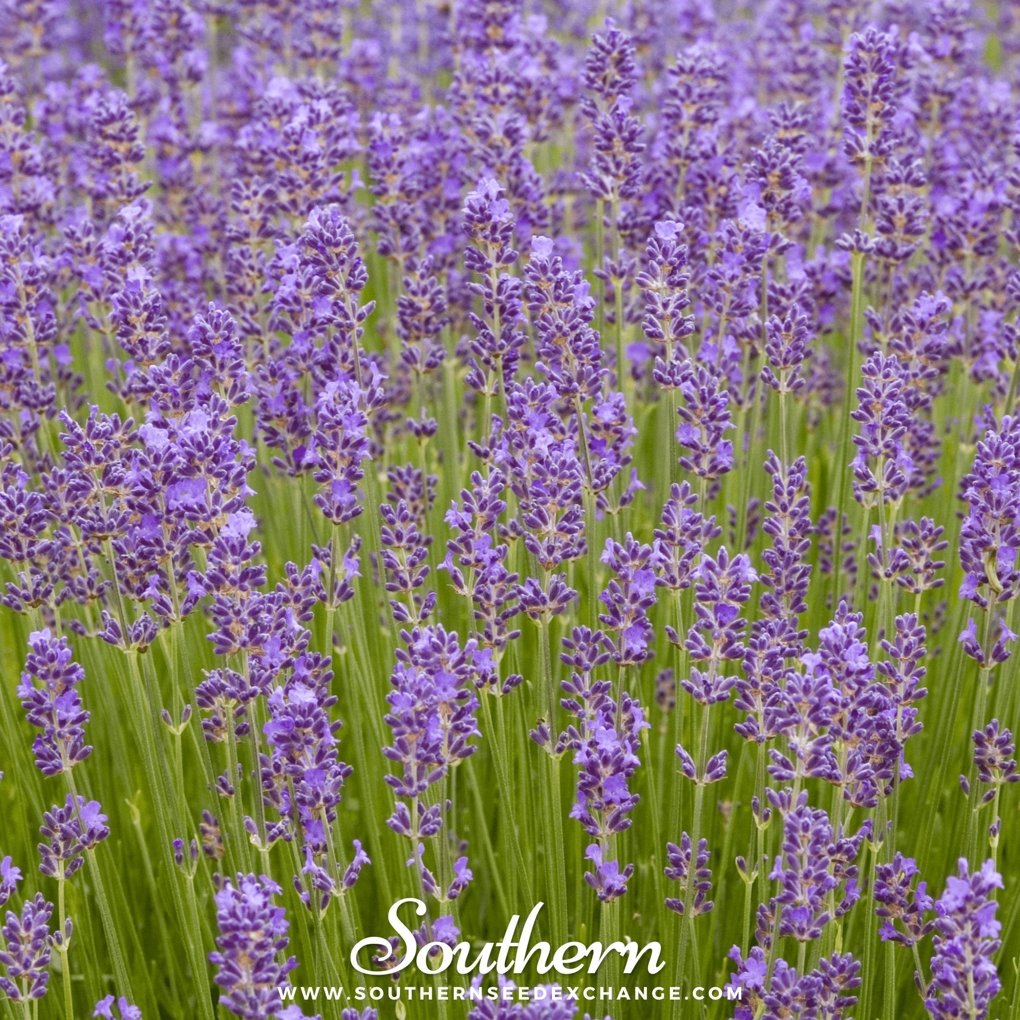 Munstead Lavender – 50 Seeds | | Wiccan Center