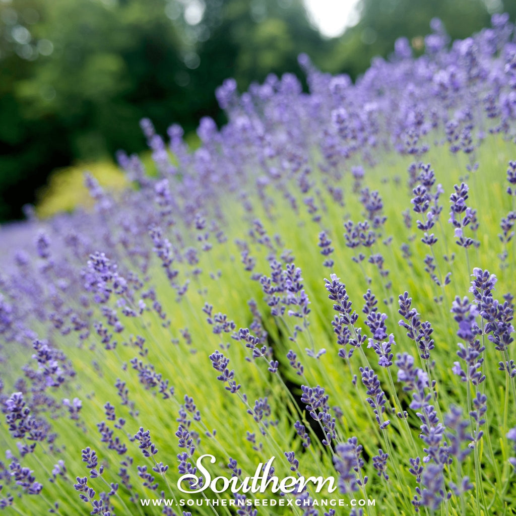 Munstead Lavender – 50 Seeds | | Wiccan Center