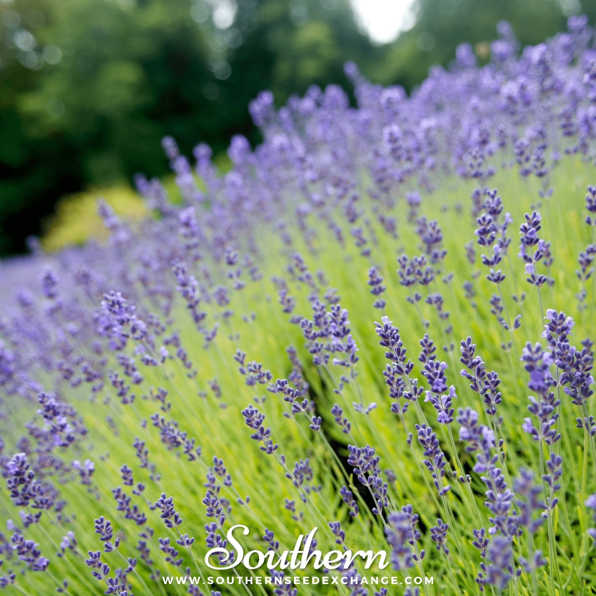 Munstead Lavender – 50 Seeds | | Wiccan Center