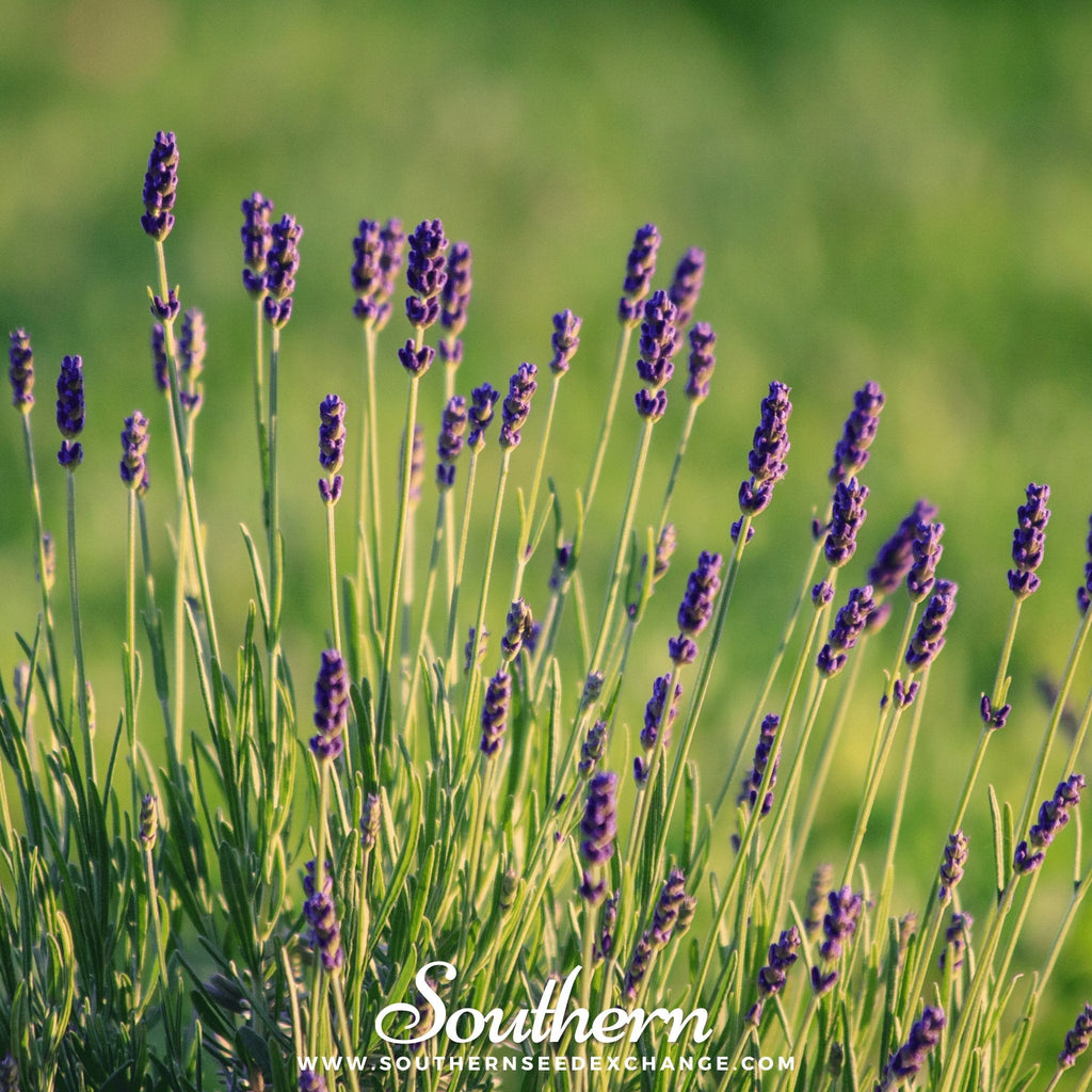 Munstead Lavender – 50 Seeds | | Wiccan Center
