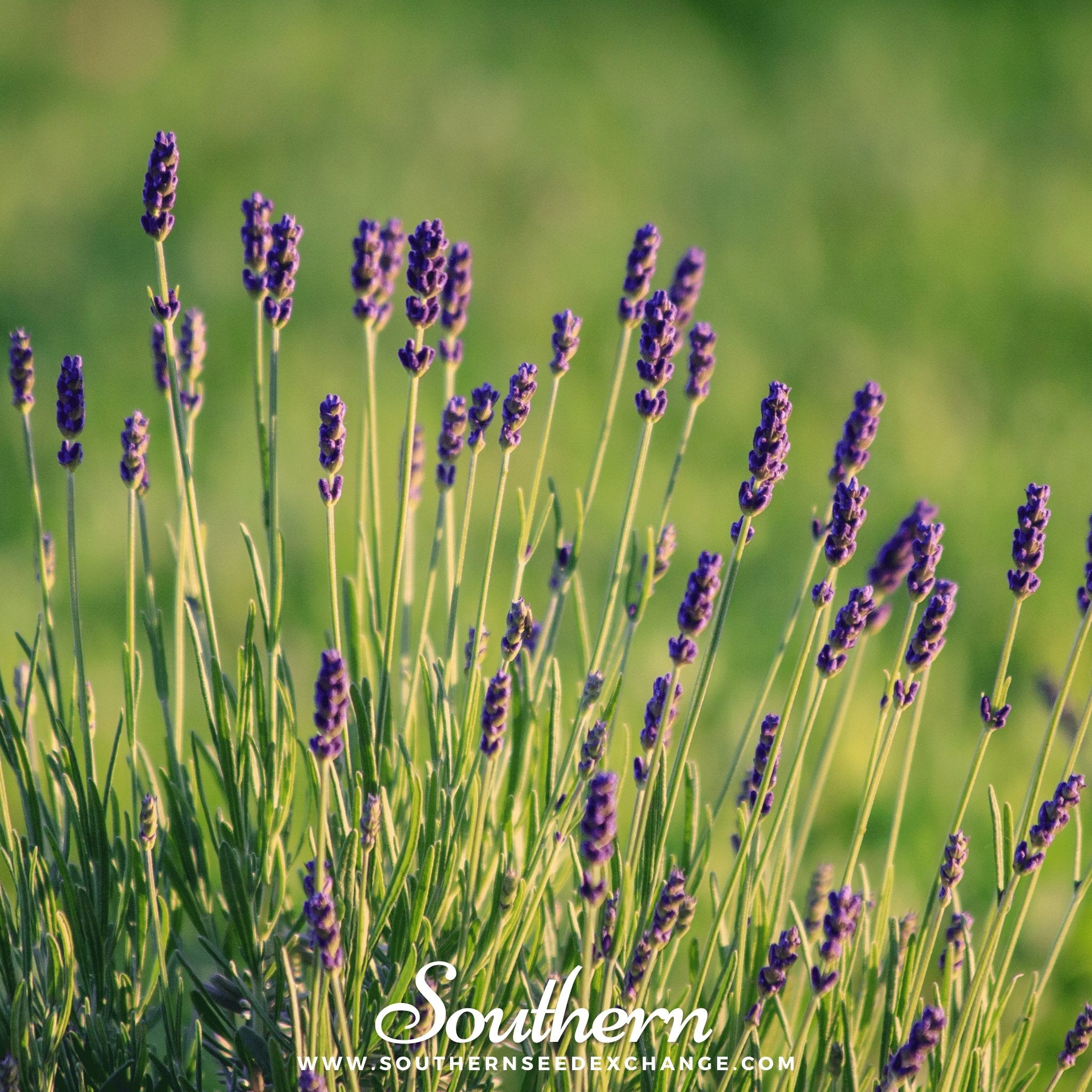 Munstead Lavender – 50 Seeds | | Wiccan Center