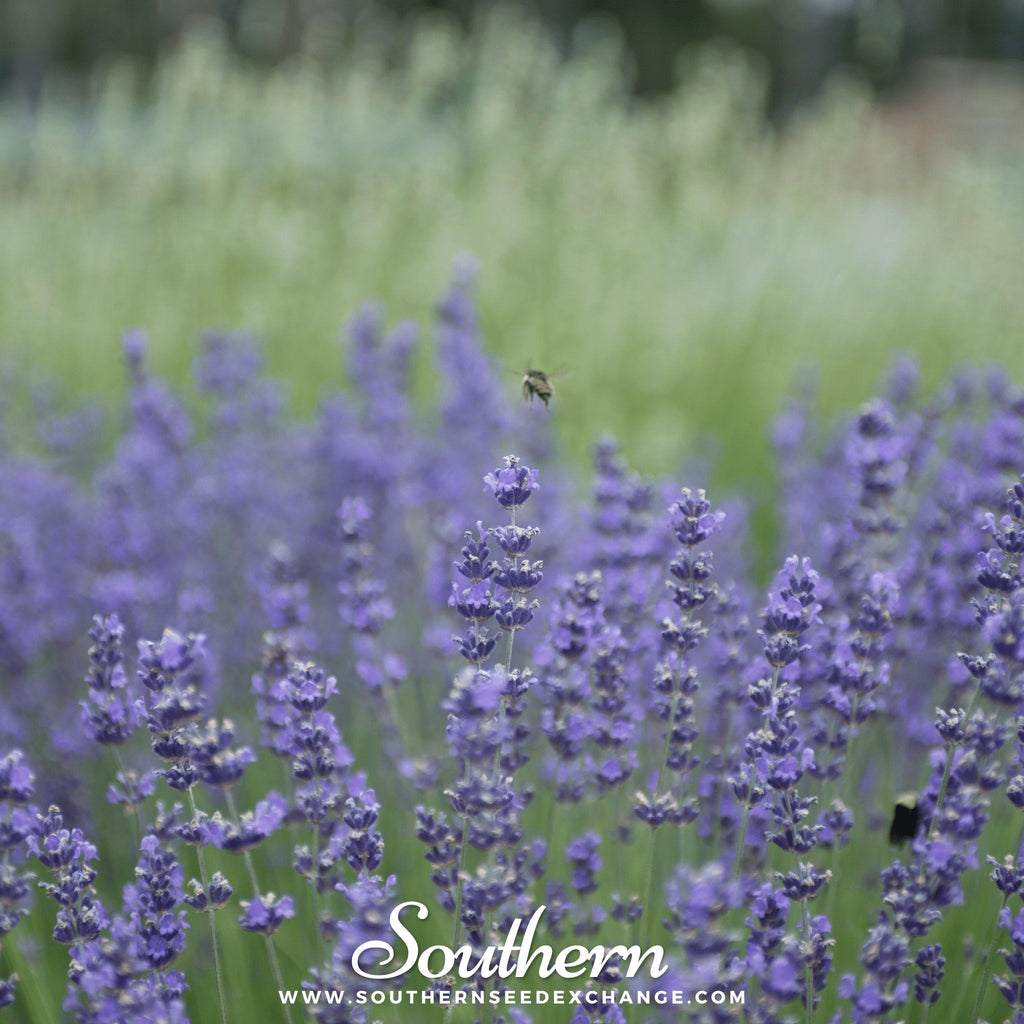 Munstead Lavender – 50 Seeds | | Wiccan Center