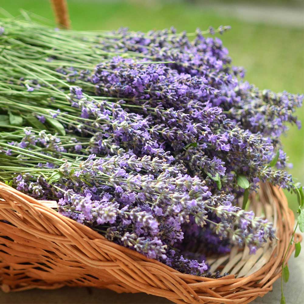 Lavender Soy Wax Candle - Lavender, Lavender, and More Lavender | Premium Scented Candle | Wiccan Center