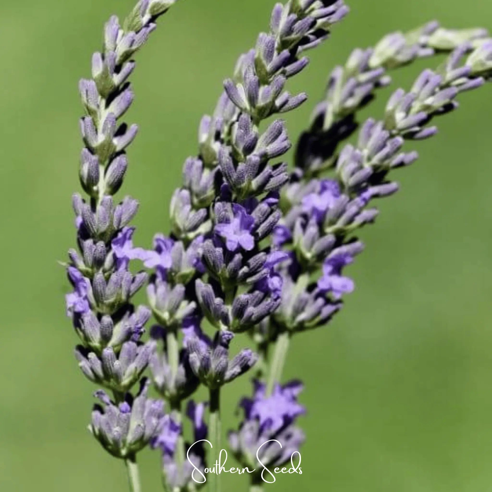 Spike Lavender – 100 Seeds | Seeds | Wiccan Center