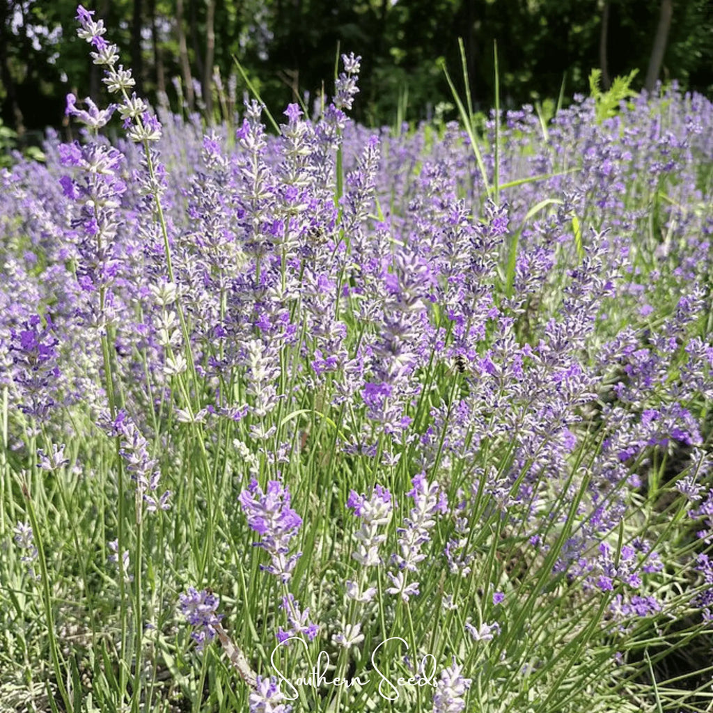 Spike Lavender – 100 Seeds | Seeds | Wiccan Center