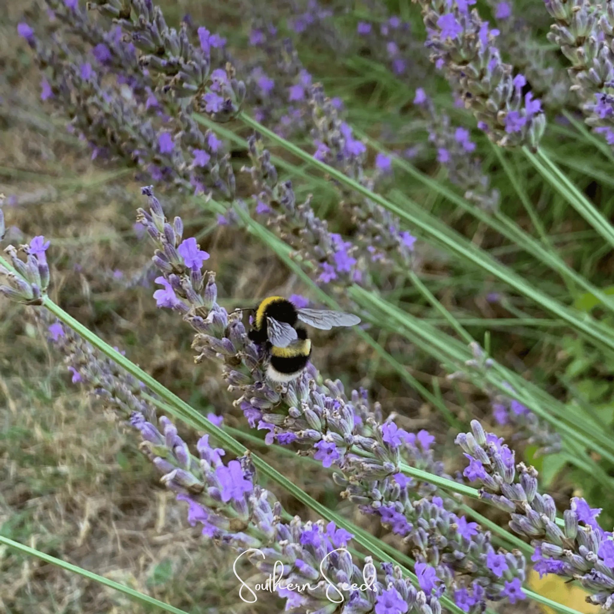 Spike Lavender – 100 Seeds | Seeds | Wiccan Center