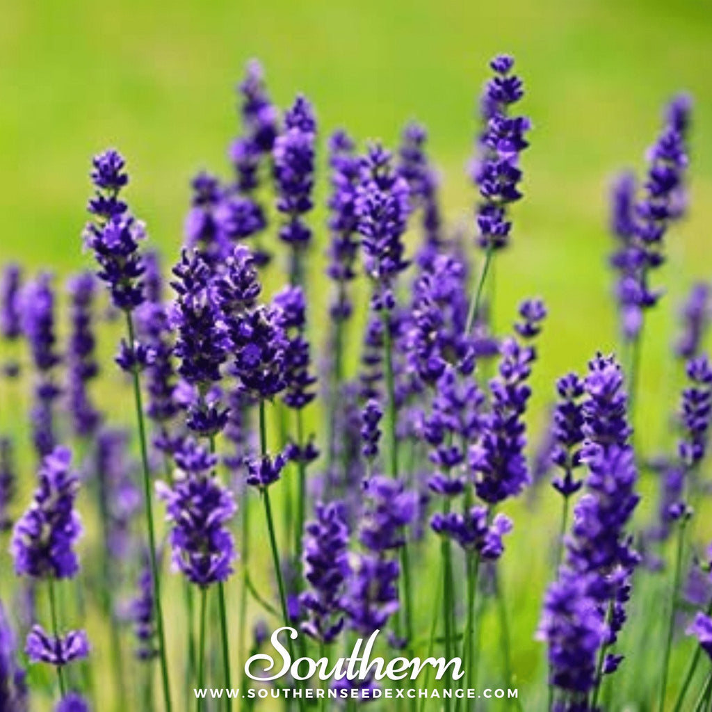 Vera Lavender – 100 Seeds | | Wiccan Center