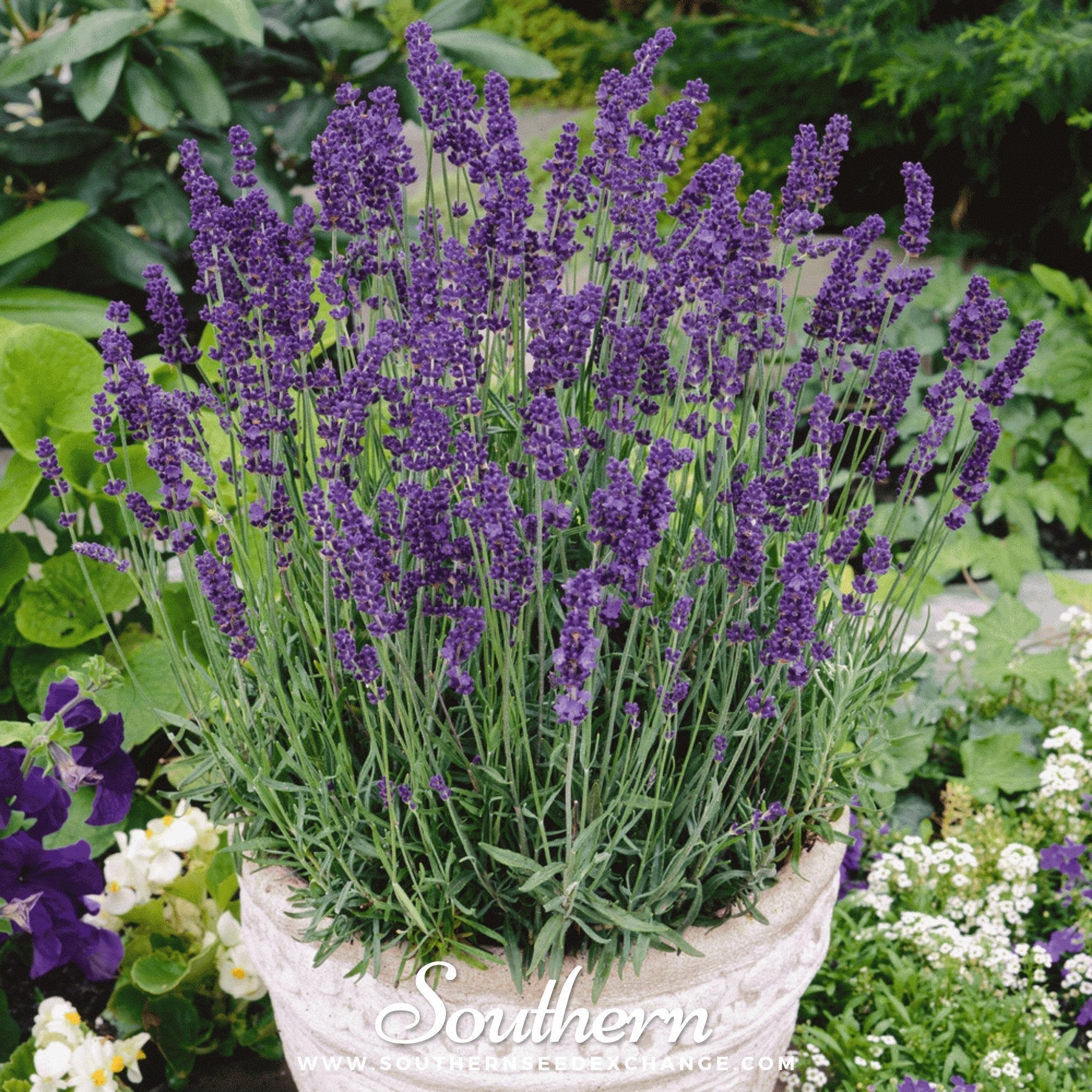 Vera Lavender – 100 Seeds | | Wiccan Center