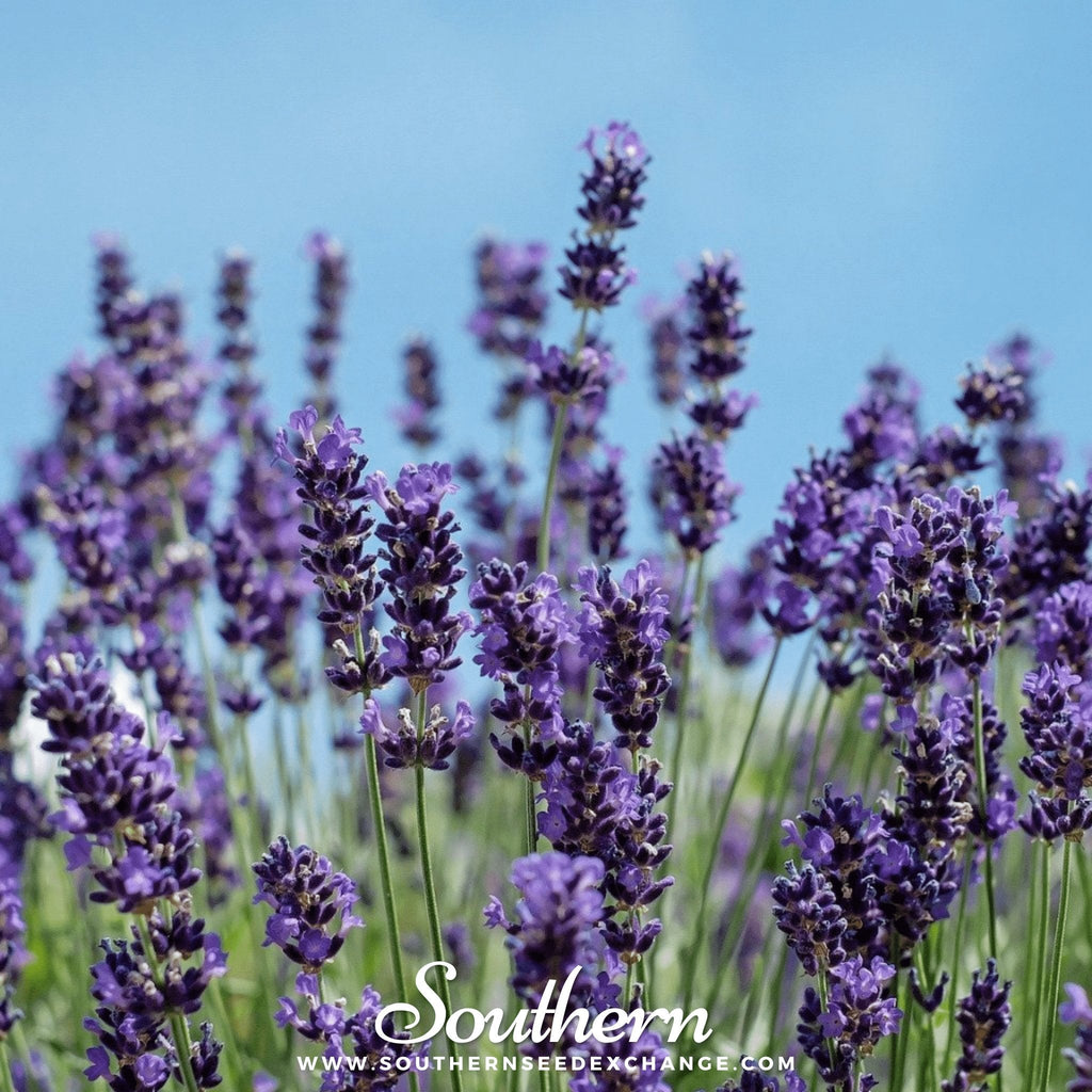 Vera Lavender – 100 Seeds | | Wiccan Center