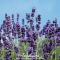 Vera Lavender – 100 Seeds | | Wiccan Center