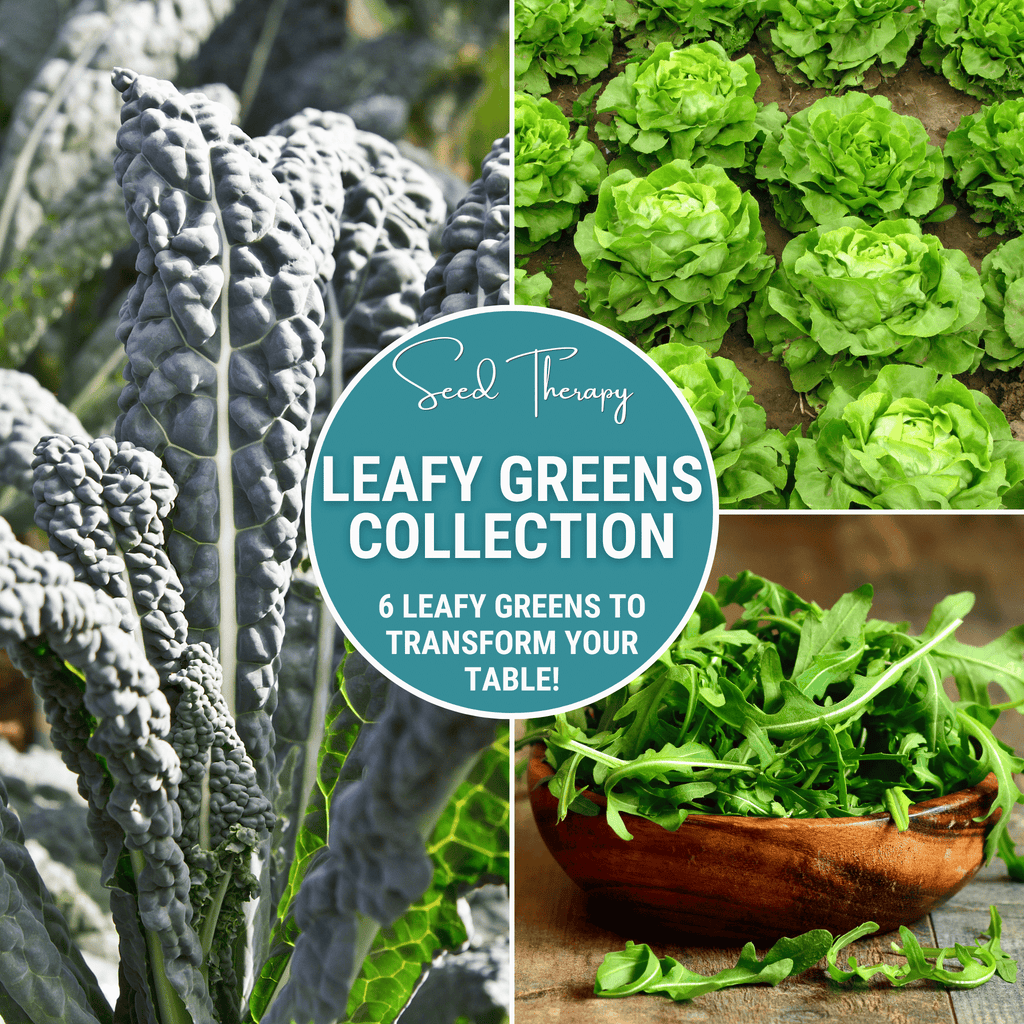 Leafy Greens Seed Collection – 6 Varieties | Seeds | Wiccan Center