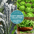 Leafy Greens Seed Collection – 6 Varieties | Seeds | Wiccan Center