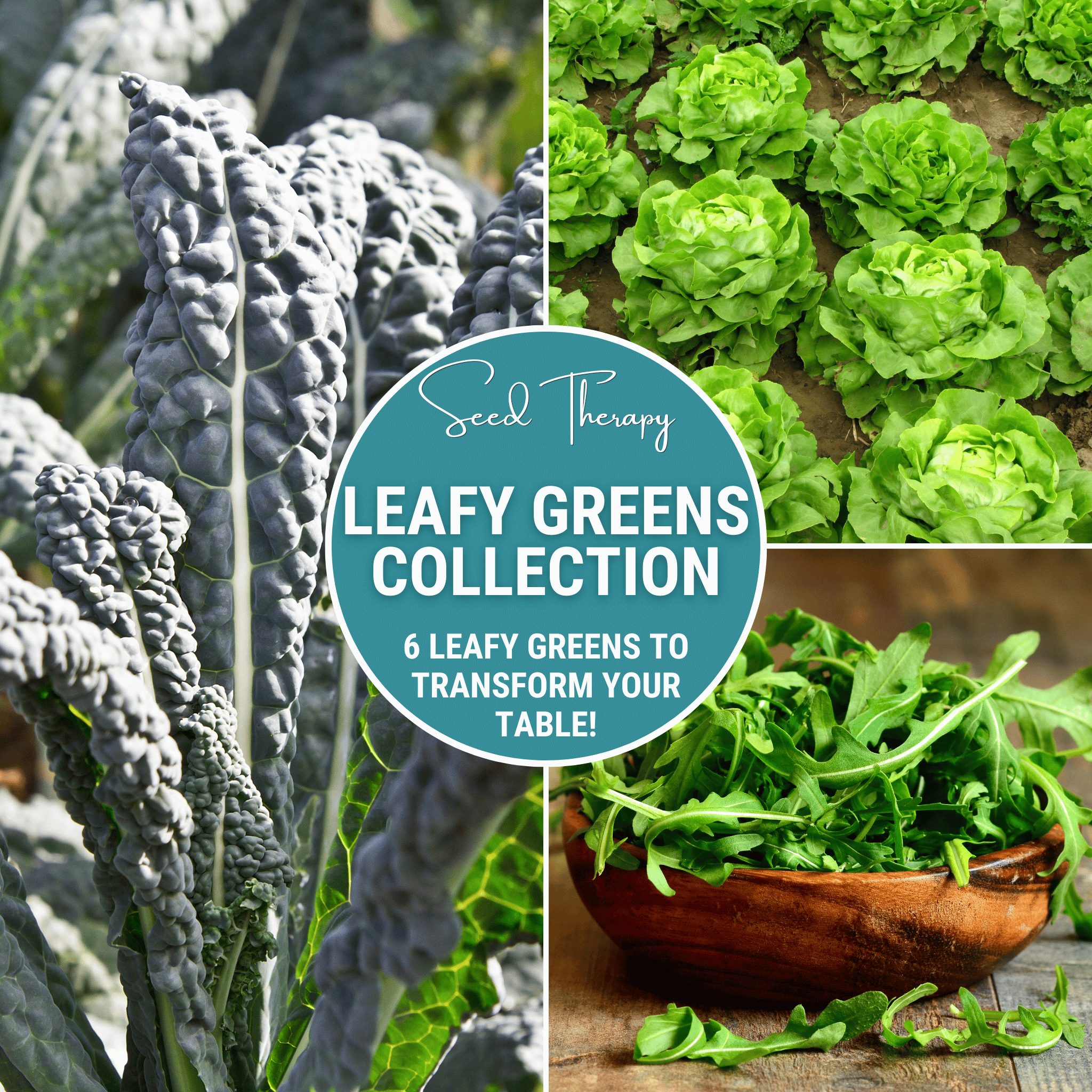 Leafy Greens Seed Collection – 6 Varieties | Seeds | Wiccan Center