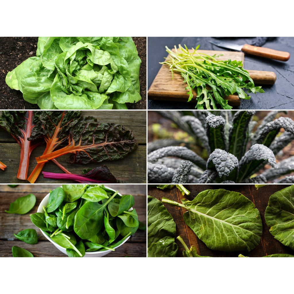 Leafy Greens Seed Collection – 6 Varieties | Seeds | Wiccan Center