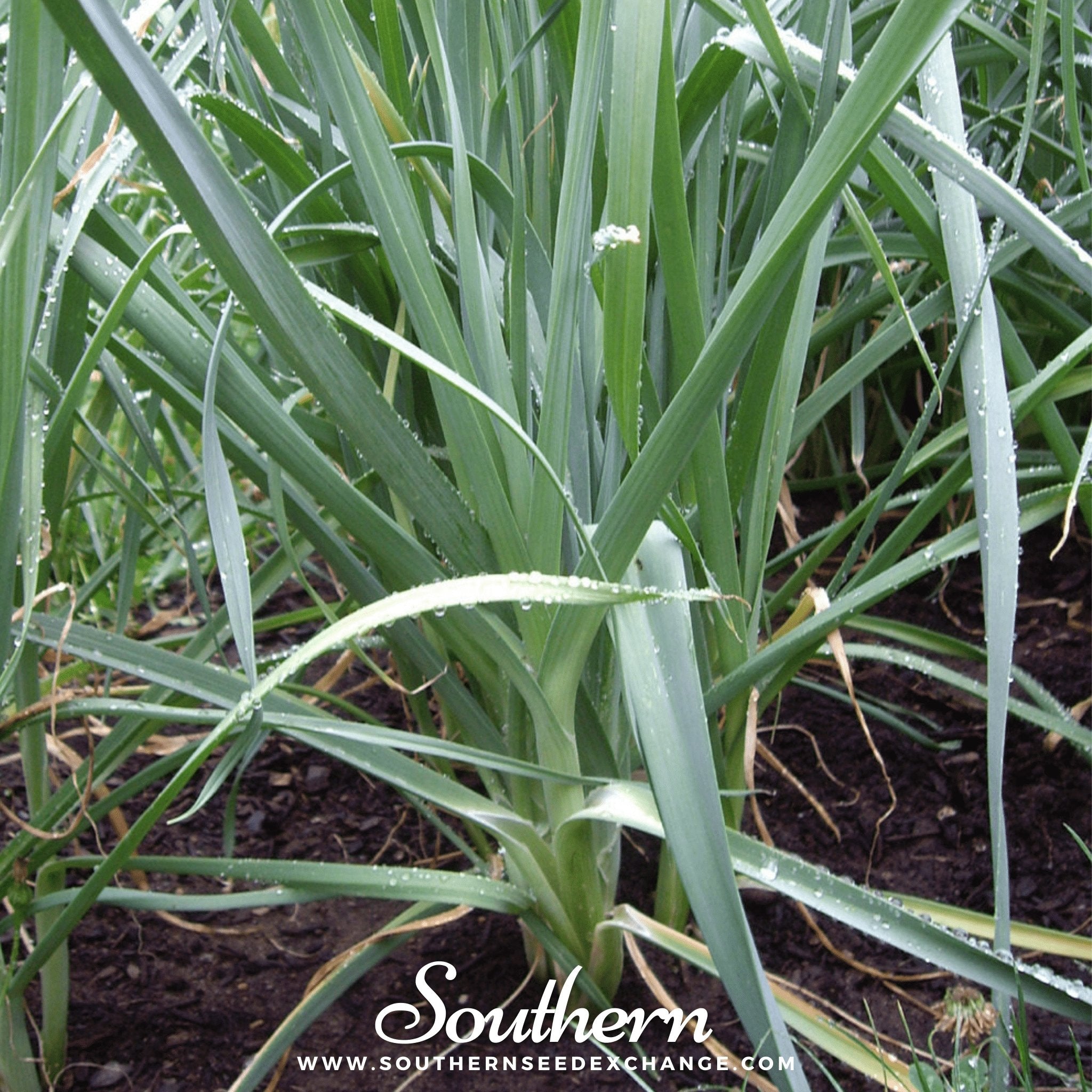 Giant Musselburgh Leek – 200 Seeds | | Wiccan Center