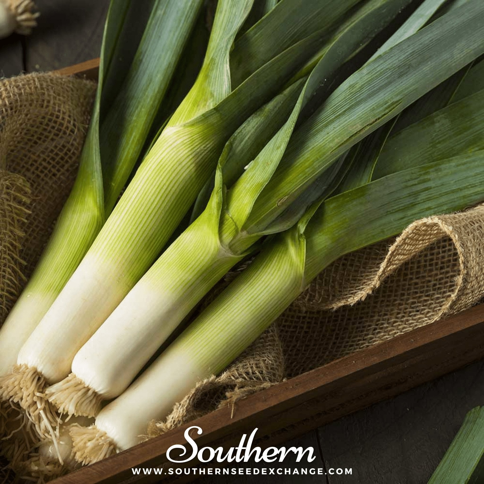 Giant Musselburgh Leek – 200 Seeds | | Wiccan Center