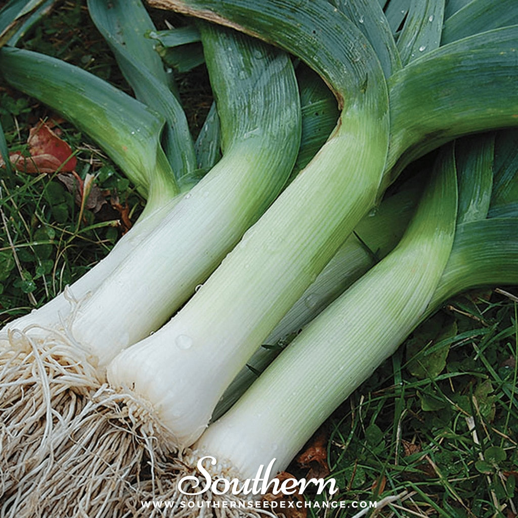 Giant Musselburgh Leek – 200 Seeds | | Wiccan Center