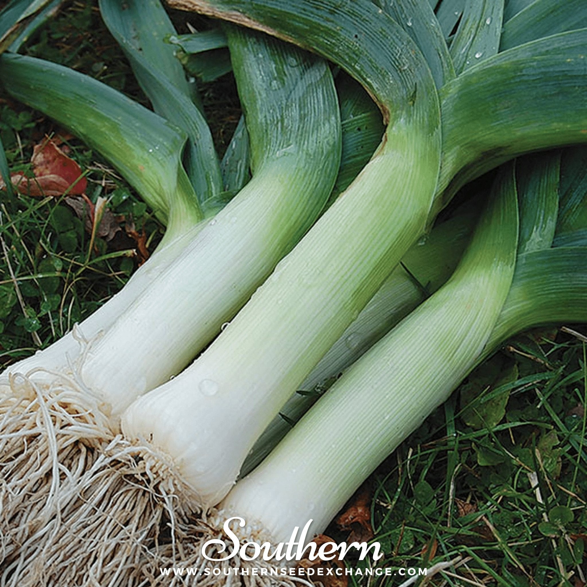 Giant Musselburgh Leek – 200 Seeds | | Wiccan Center