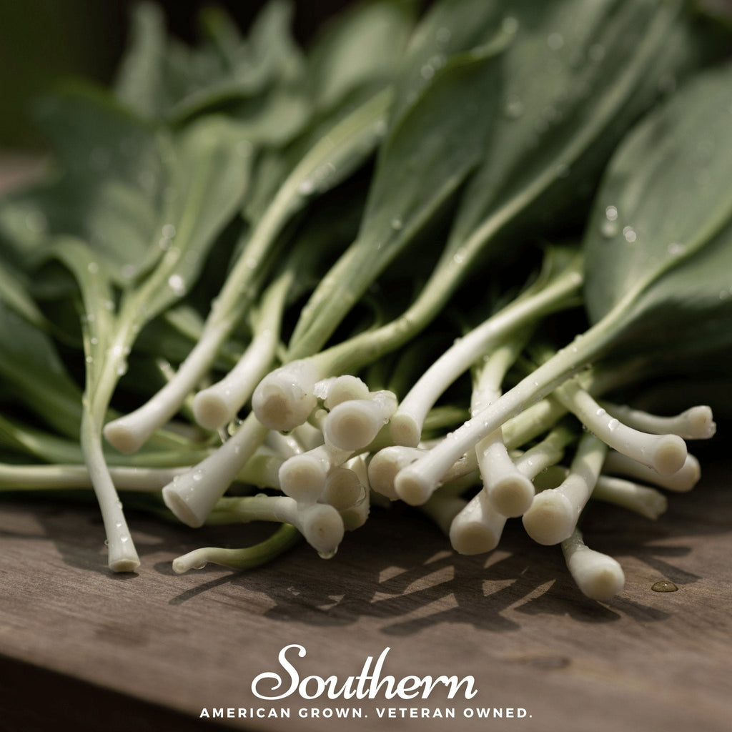 Wild Leek (Ramps) – 10 Seeds | | Wiccan Center