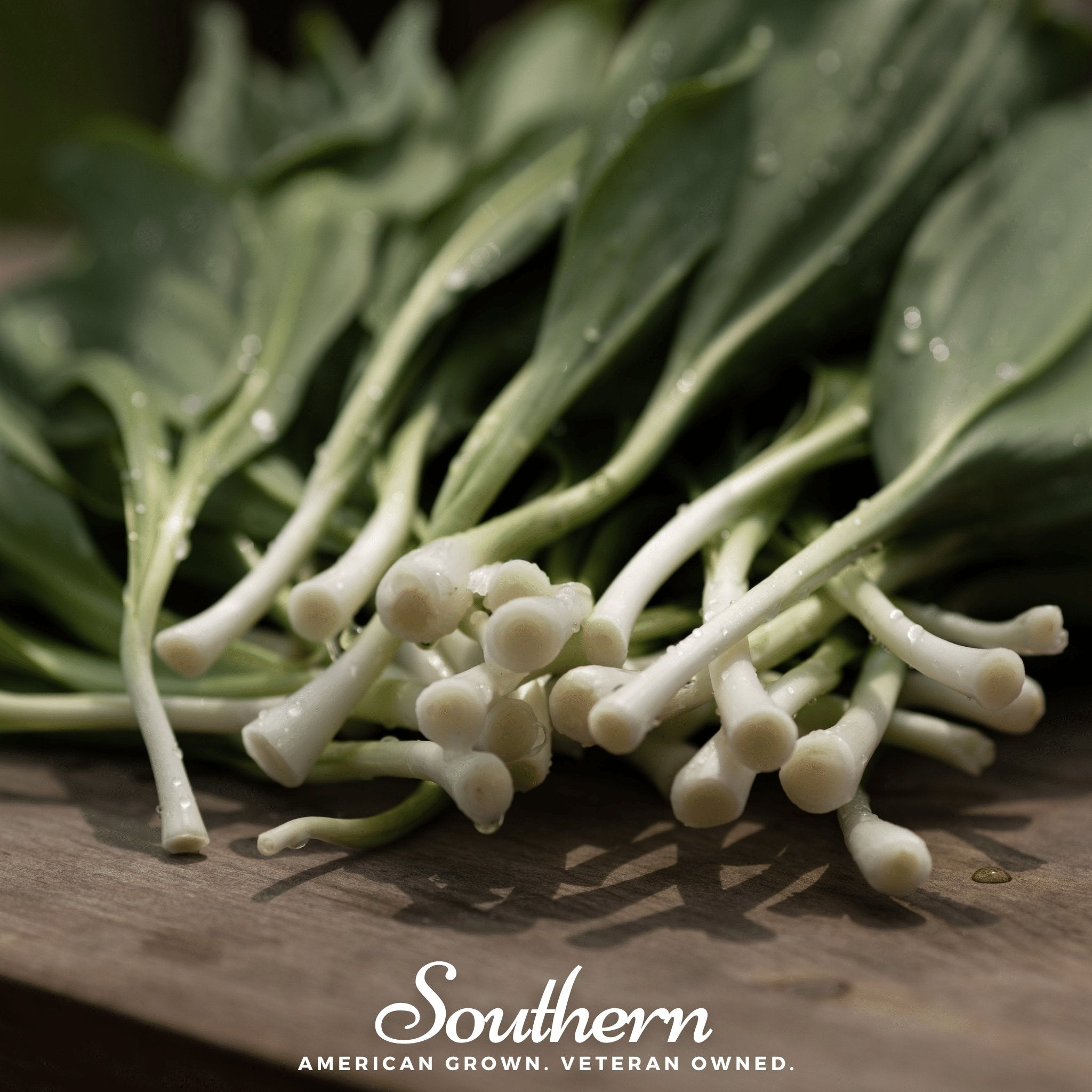 Wild Leek (Ramps) – 10 Seeds | | Wiccan Center