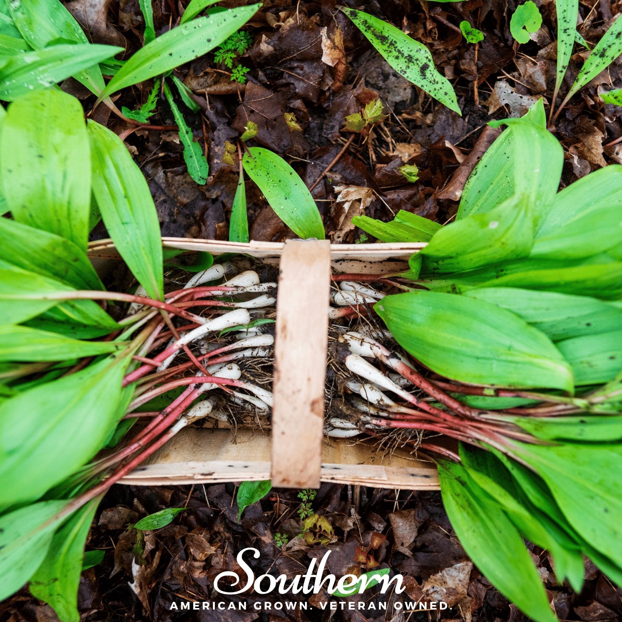 Wild Leek (Ramps) – 10 Seeds | | Wiccan Center