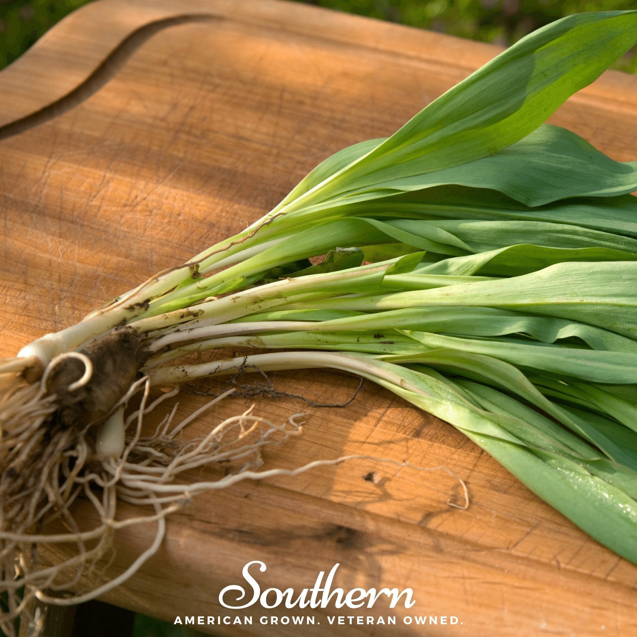Wild Leek (Ramps) – 10 Seeds | | Wiccan Center