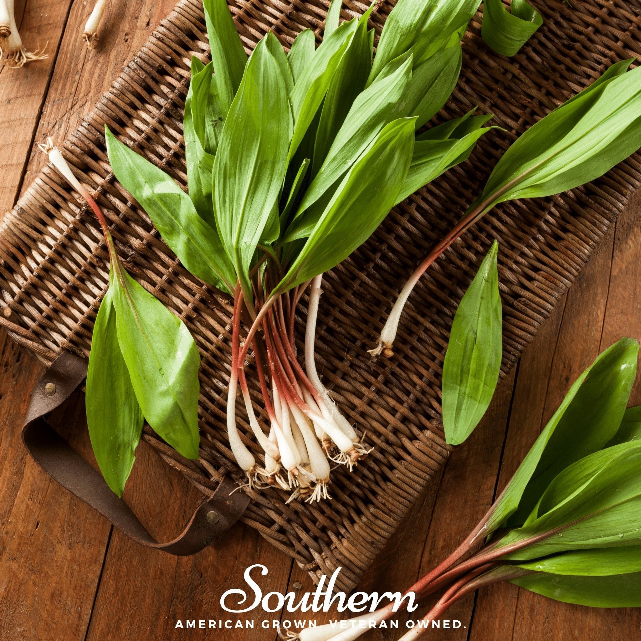 Wild Leek (Ramps) – 10 Seeds | | Wiccan Center