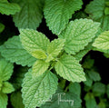 Lemon Balm – 100 Seeds | | Wiccan Center