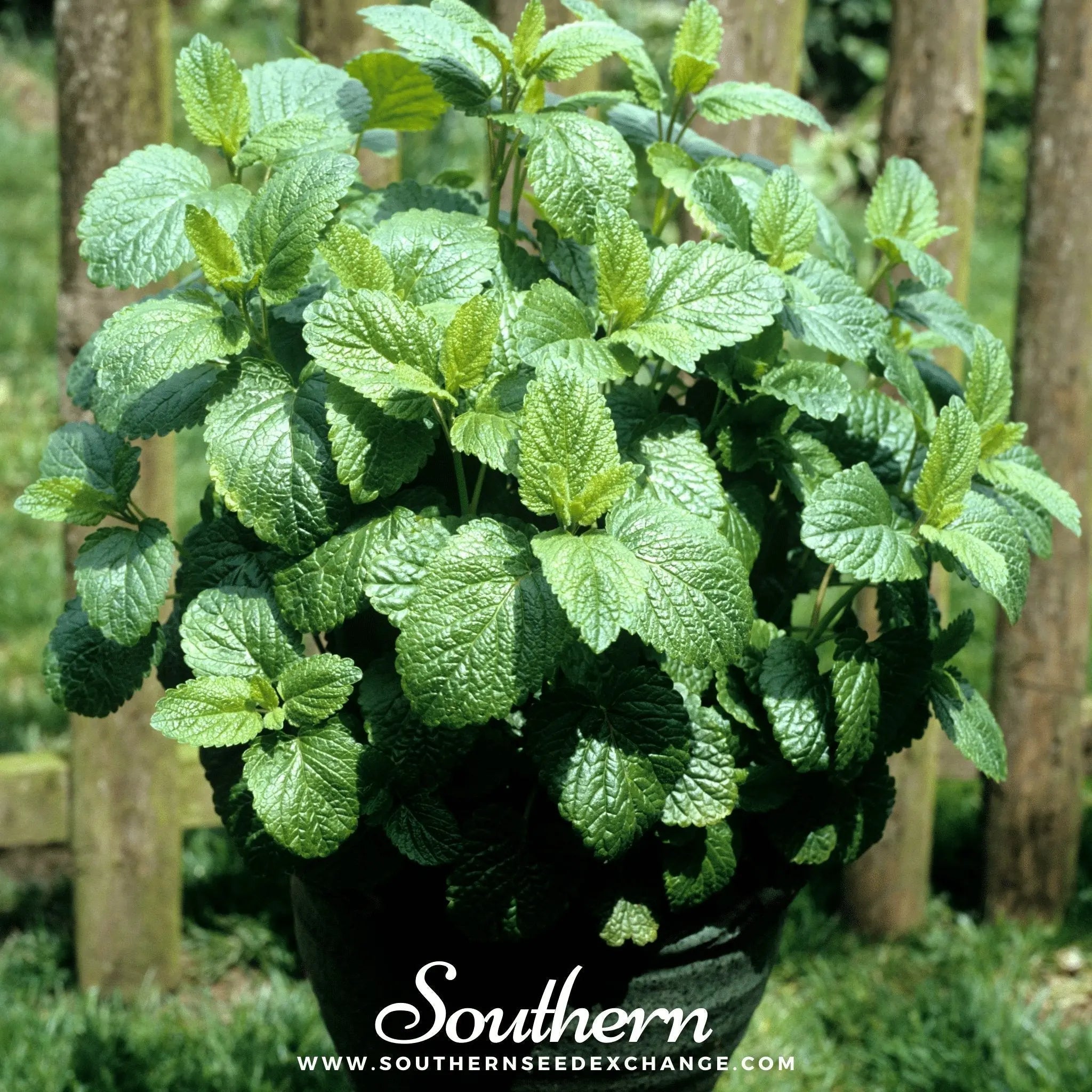 Lemon Balm – 100 Seeds | | Wiccan Center