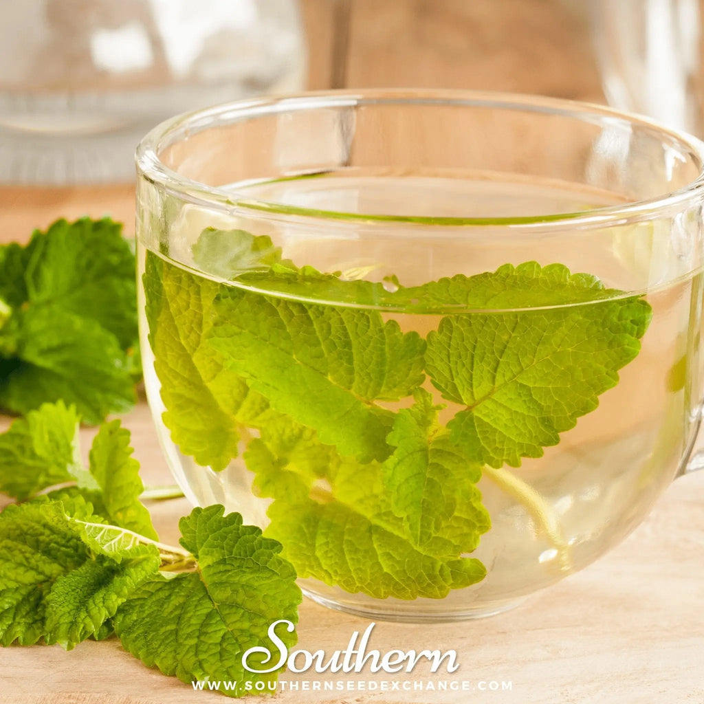 Lemon Balm – 100 Seeds | | Wiccan Center