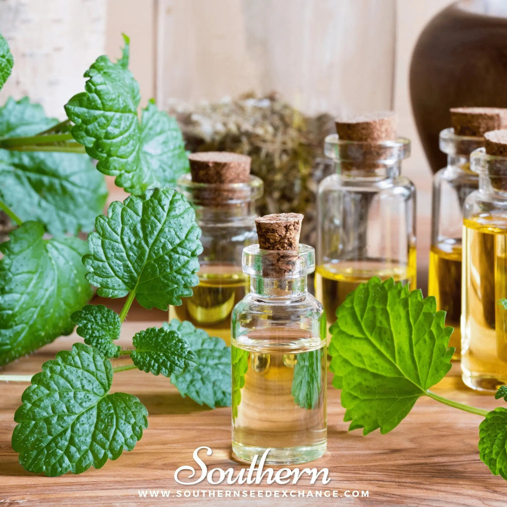 Lemon Balm – 100 Seeds | | Wiccan Center