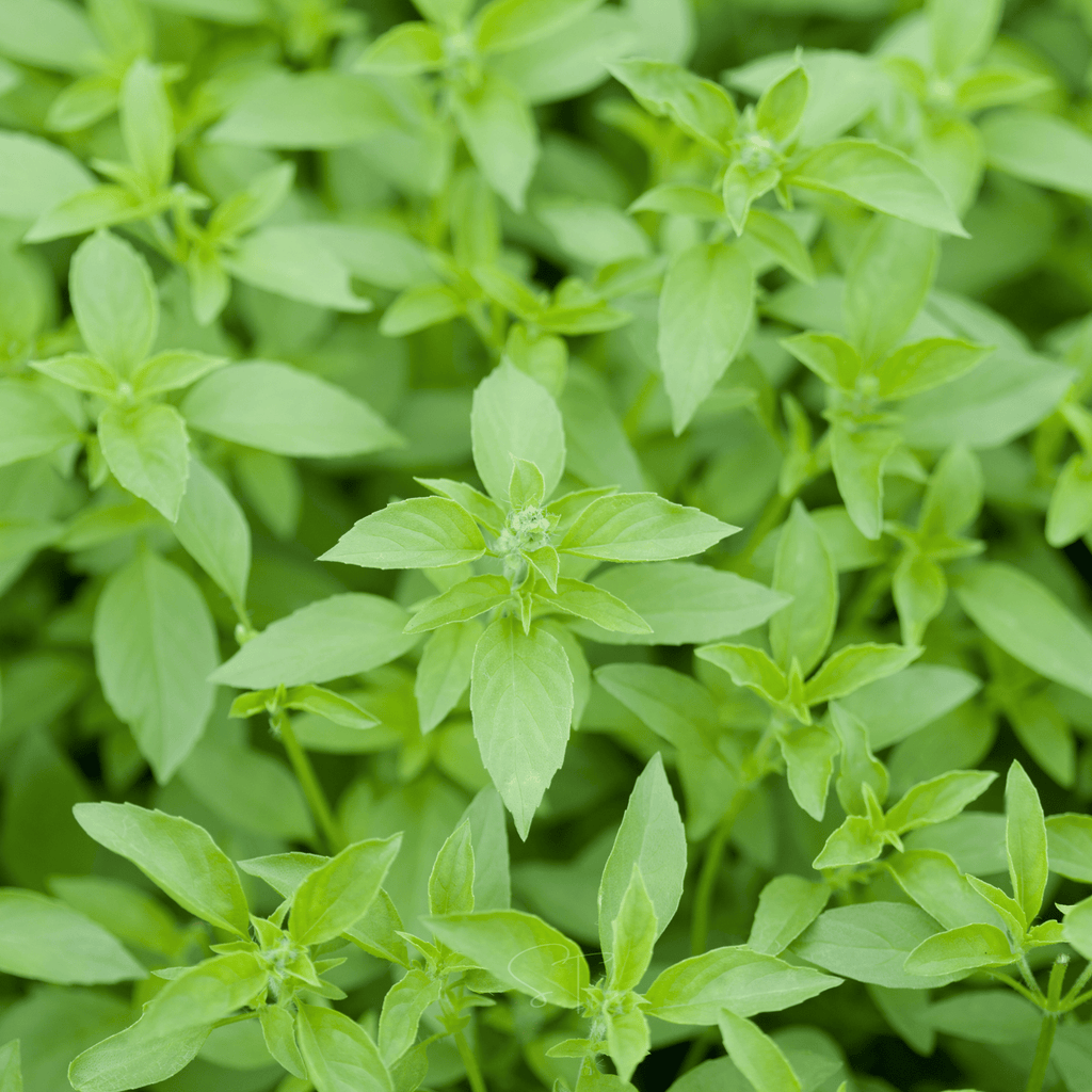 Lemon Basil – 250 Seeds | Seeds | Wiccan Center
