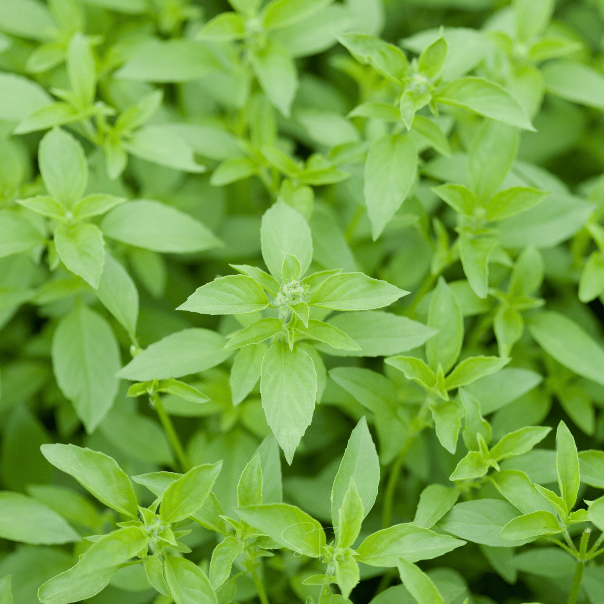 Lemon Basil – 250 Seeds | Seeds | Wiccan Center