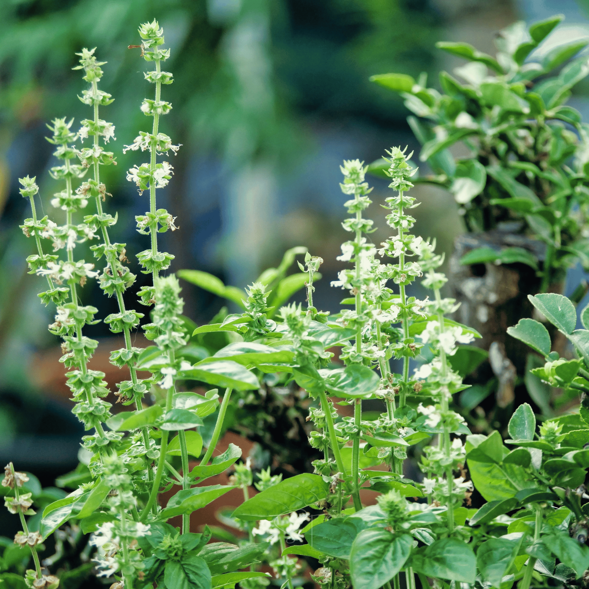 Lemon Basil – 250 Seeds | Seeds | Wiccan Center