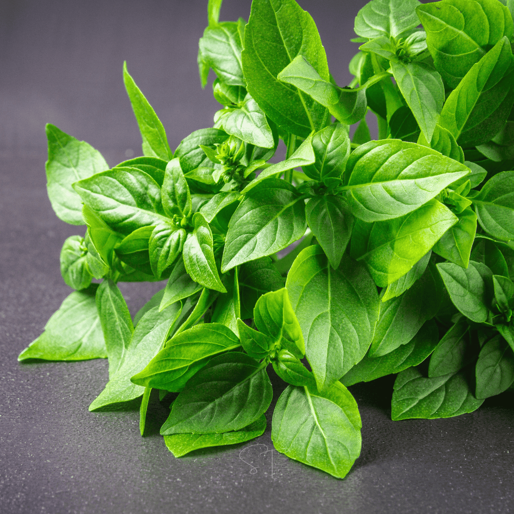 Lemon Basil – 250 Seeds | Seeds | Wiccan Center