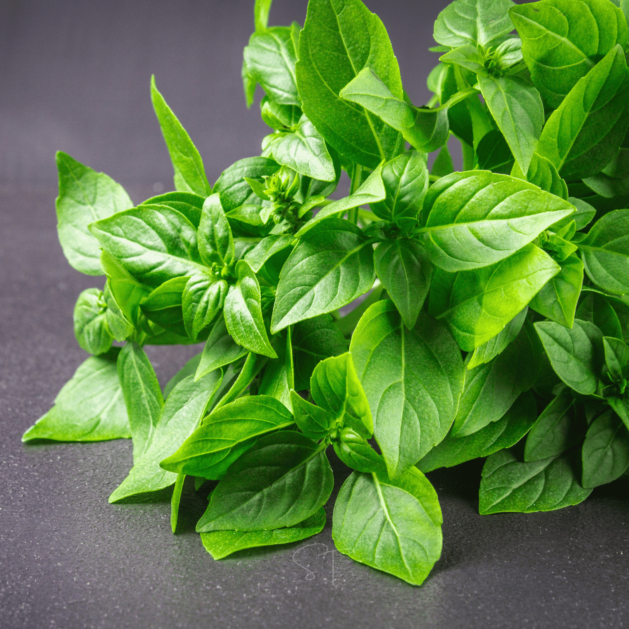 Lemon Basil – 250 Seeds | Seeds | Wiccan Center