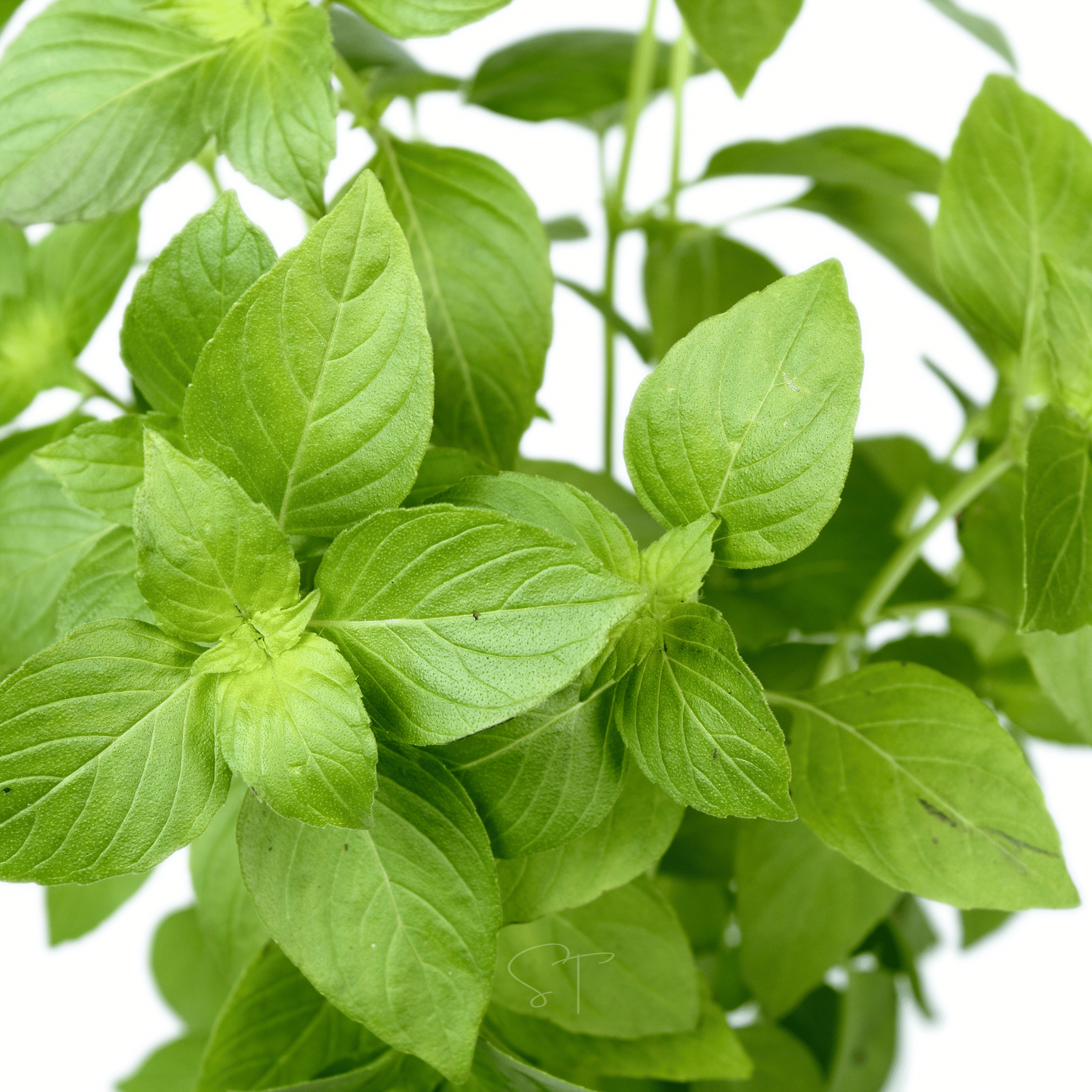 Lemon Basil – 250 Seeds | Seeds | Wiccan Center