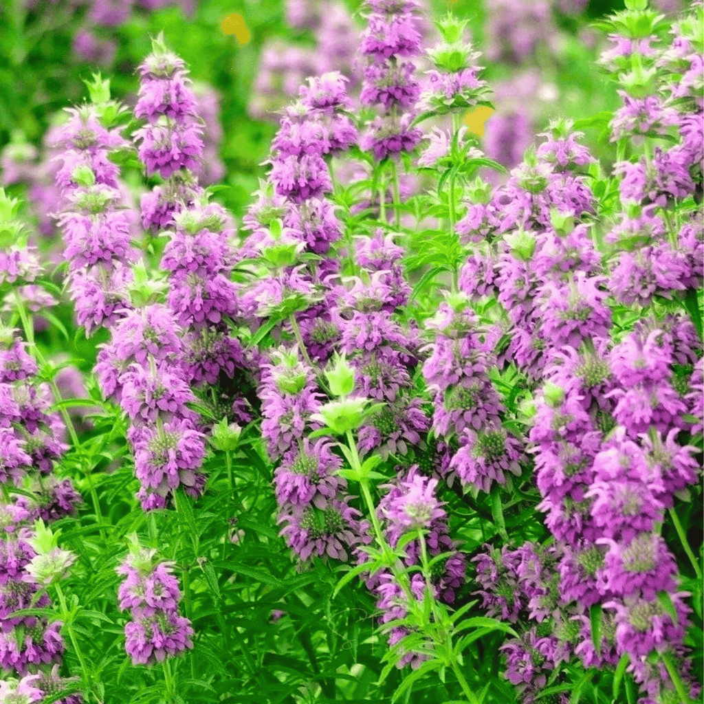 Lemon Bee Balm (Lemon Mint) – 100 Seeds | Seeds | Wiccan Center