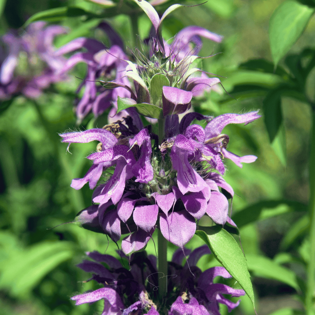 Lemon Bee Balm (Lemon Mint) – 100 Seeds | Seeds | Wiccan Center