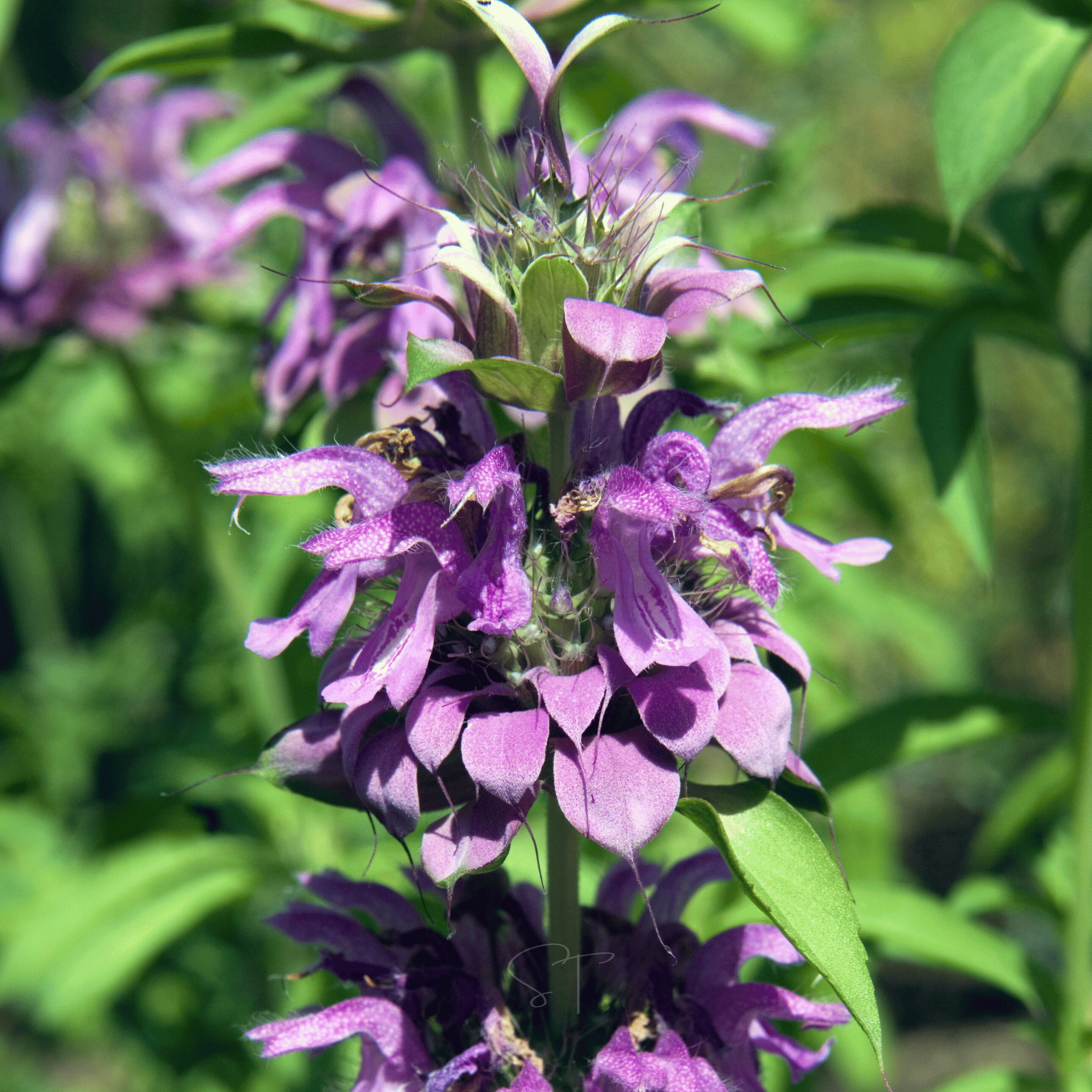 Lemon Bee Balm (Lemon Mint) – 100 Seeds | Seeds | Wiccan Center