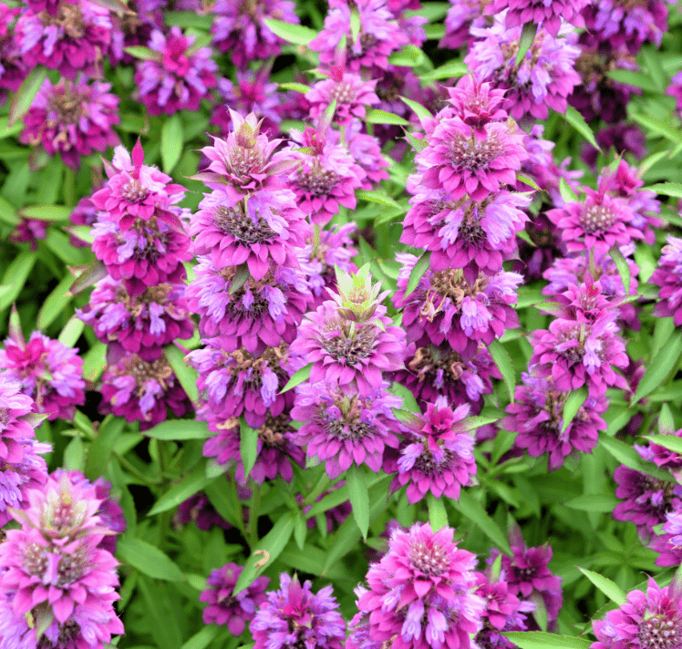 Lemon Bee Balm (Lemon Mint) – 100 Seeds | Seeds | Wiccan Center