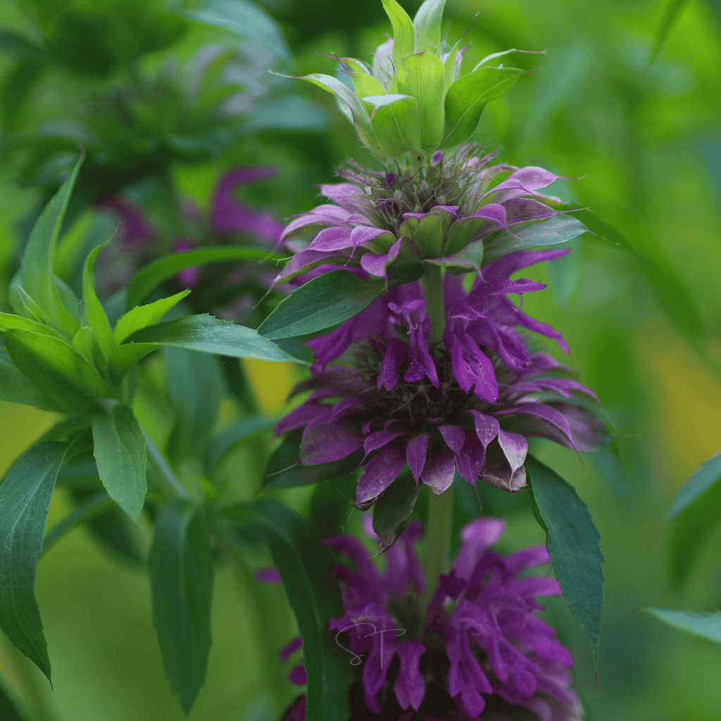 Lemon Bee Balm (Lemon Mint) – 100 Seeds | Seeds | Wiccan Center