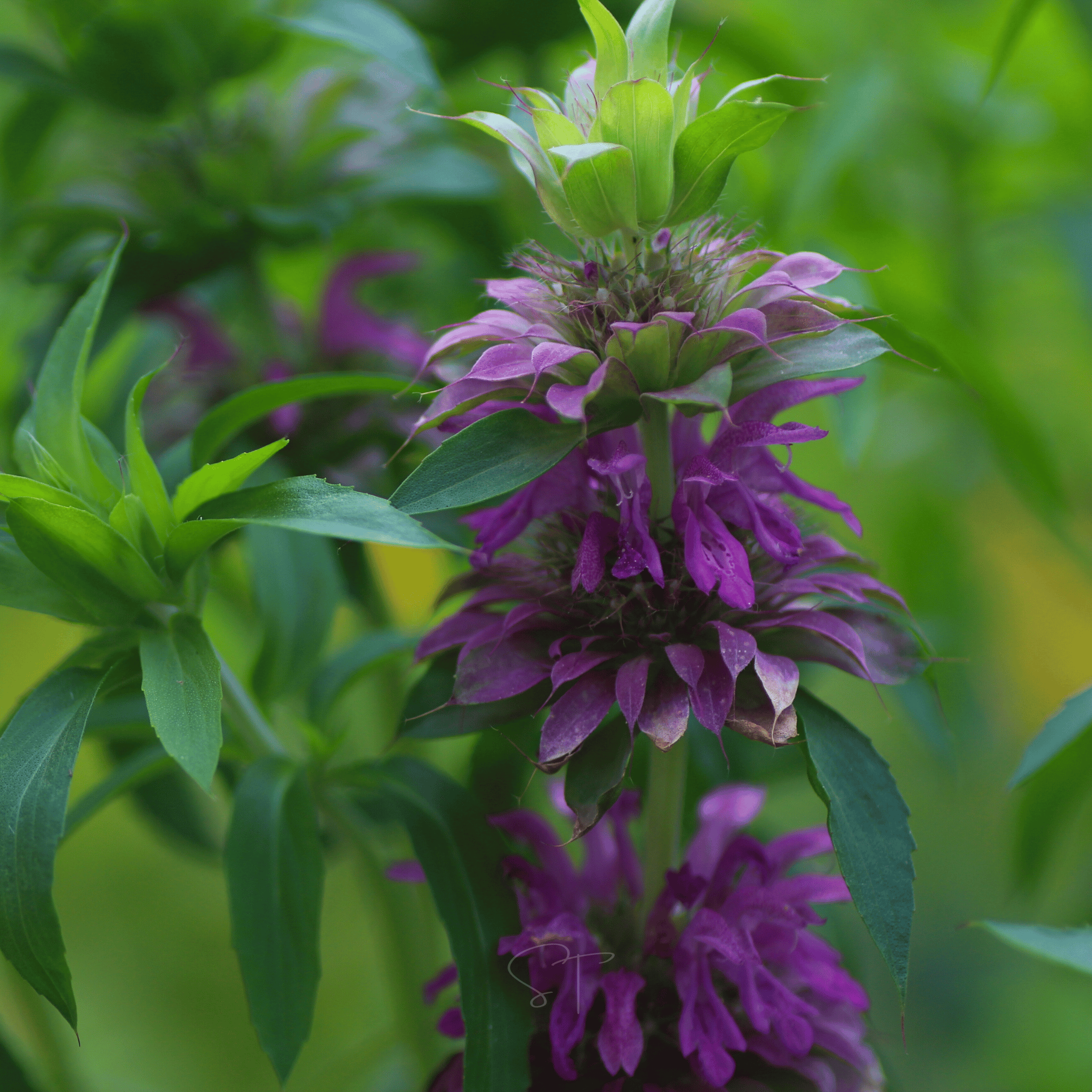 Lemon Bee Balm (Lemon Mint) – 100 Seeds | Seeds | Wiccan Center