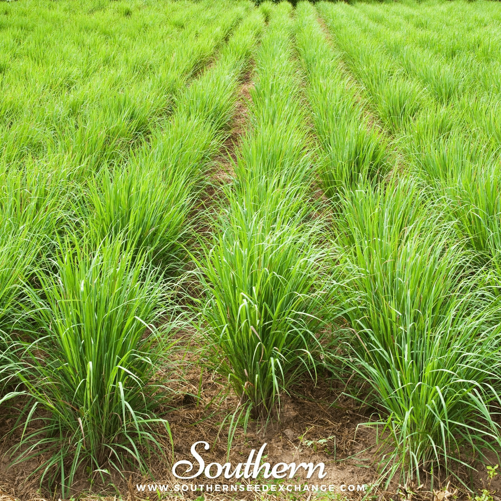 Lemon Grass – 100 Seeds | Seeds | Wiccan Center