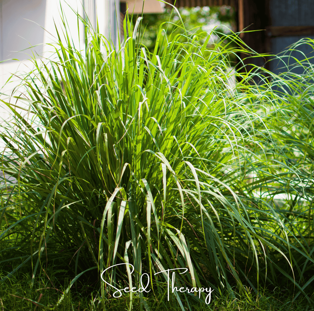 Lemon Grass – 100 Seeds | Seeds | Wiccan Center