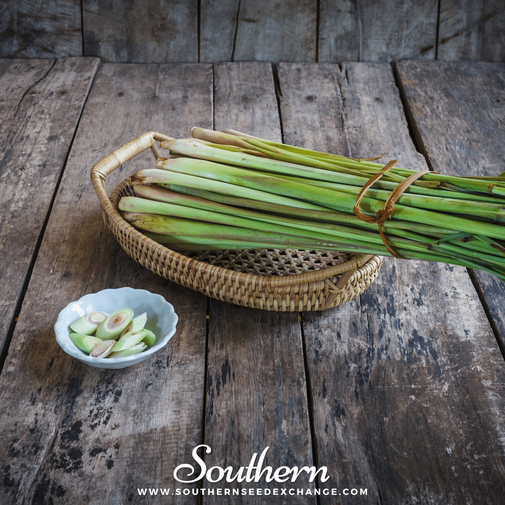Lemon Grass – 100 Seeds | Seeds | Wiccan Center